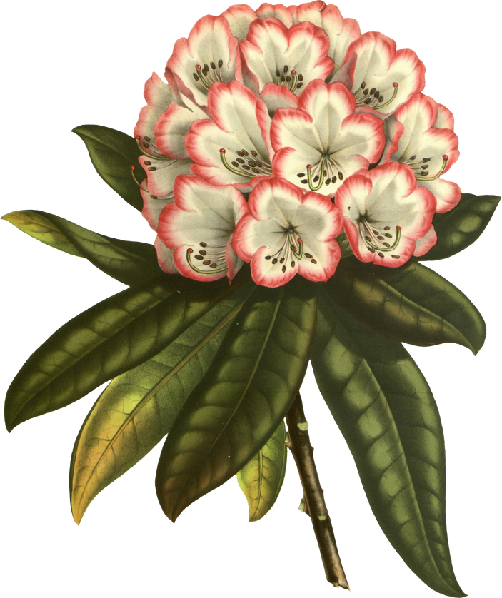 Floral Plant Illustration
